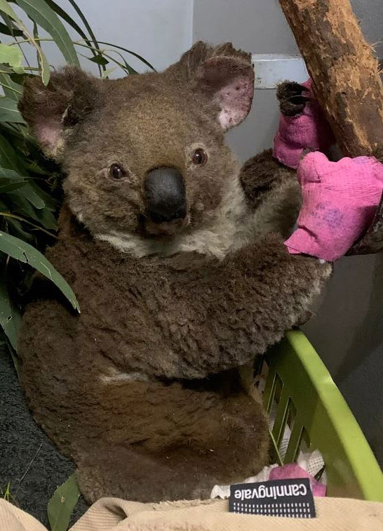 Adoptierter Koala der Consulting Böblingen Steuerberatungsgesellschaft: LINR Anwen