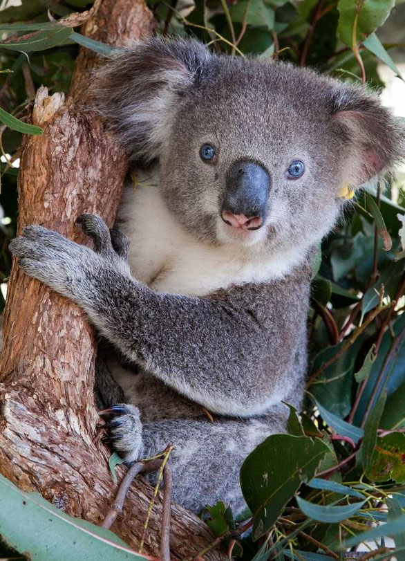 Adoptierter Koala der Consulting Böblingen Steuerberatungsgesellschaft: Lion Leo