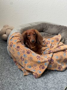 Bürohund Trudi in ihrem Körbchen